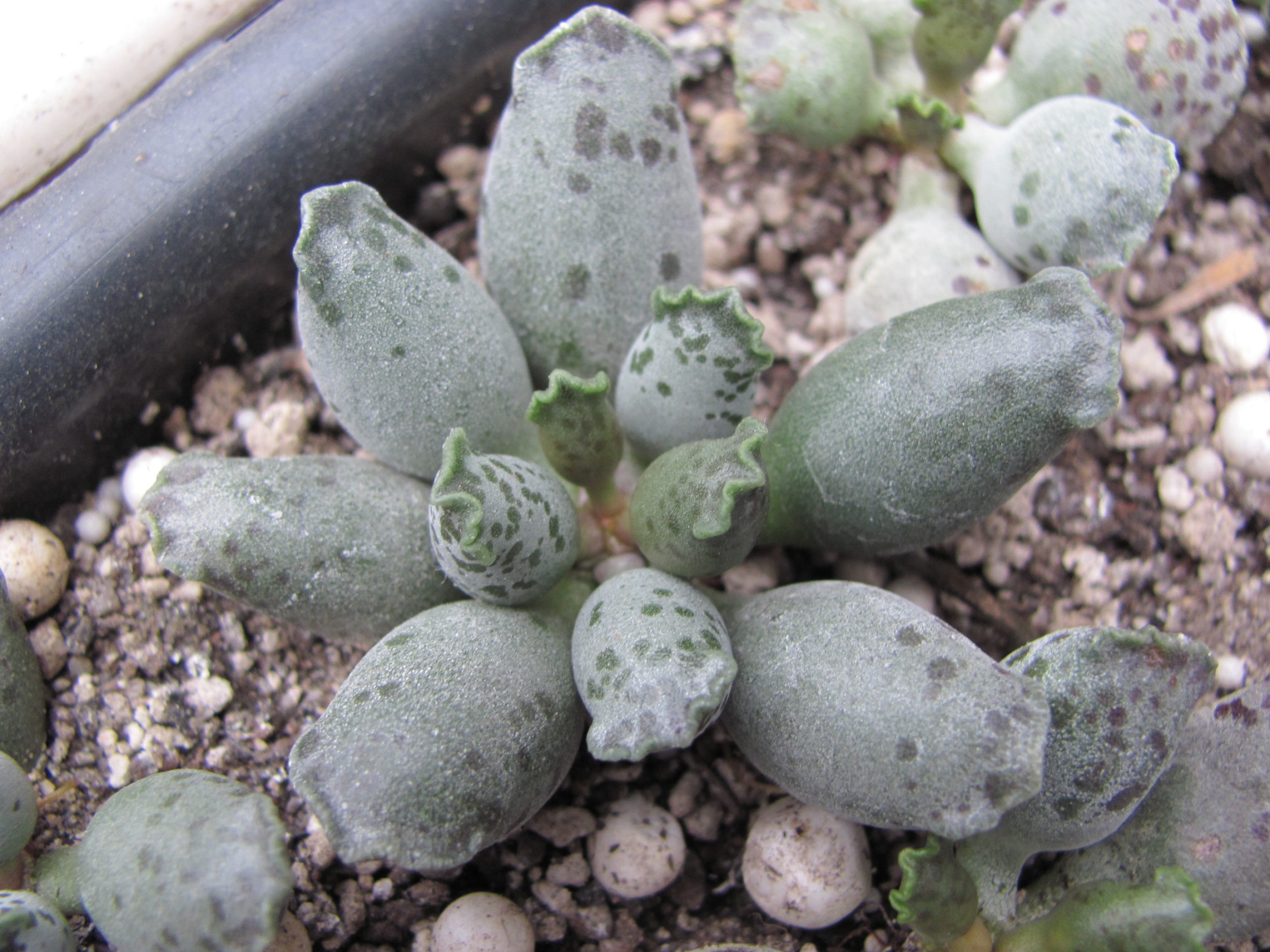 Adromischus   *Silver Tubes*