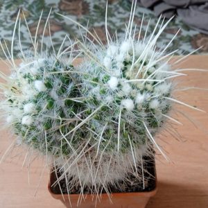 Mammillaria nejapensis v. longispina -s