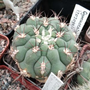 Gymnocalycium izozogsii -s