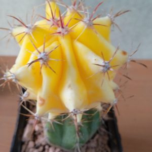Ferocactus spec. f. variegata