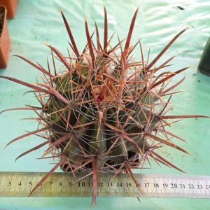Ferocactus wislizenii -MG-
