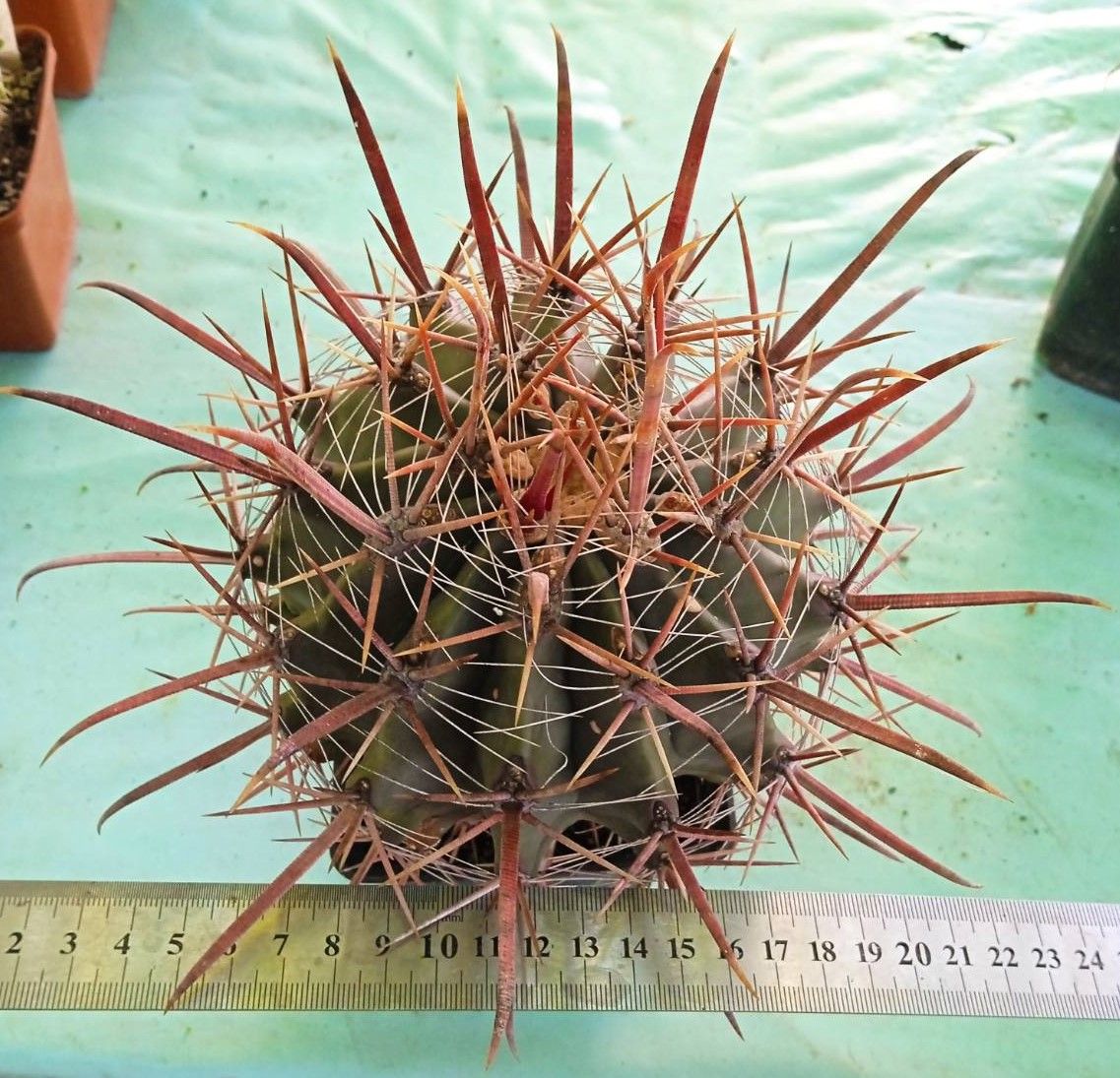 Ferocactus wislizenii -MG-