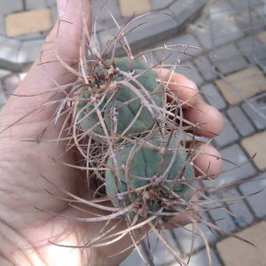 G. spegazzinii v. horyzontalonium -дві голови-