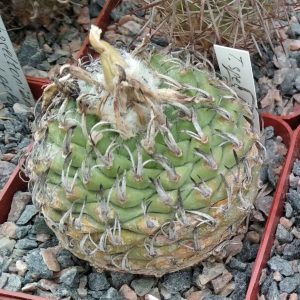 Tupbinicarpus spec. Negrito