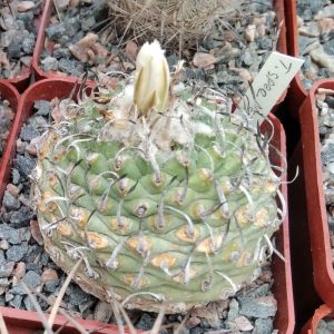 Tupbinicarpus spec. Negrito