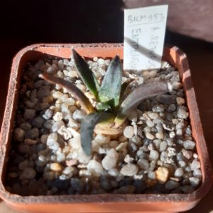 Ariocarpus retusus BKM 953 Entronque Huizache, San Luis Potosi
