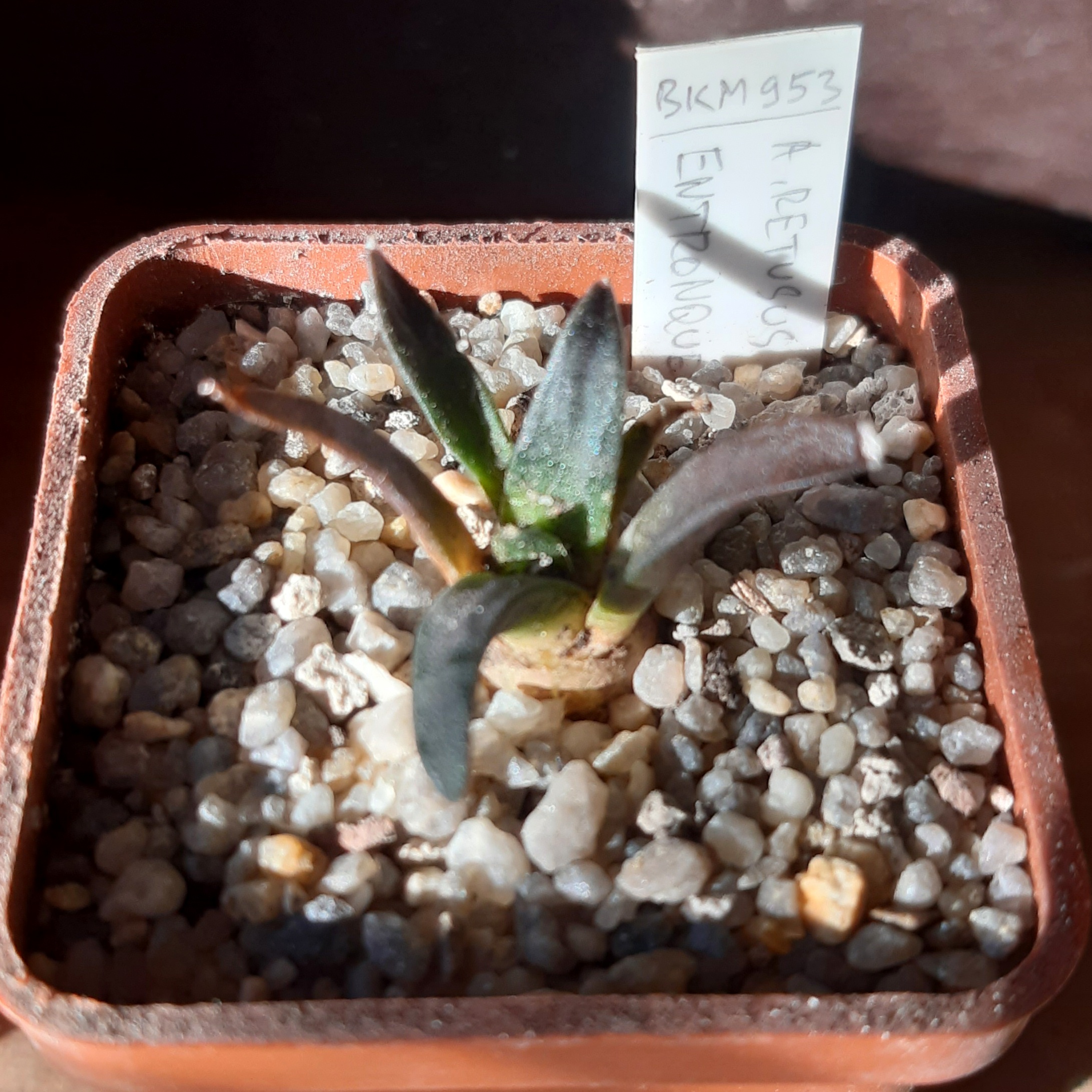 Ariocarpus retusus BKM 953 Entronque Huizache, San Luis Potosi