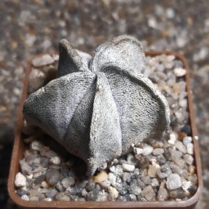 Astrophytum coahuilense