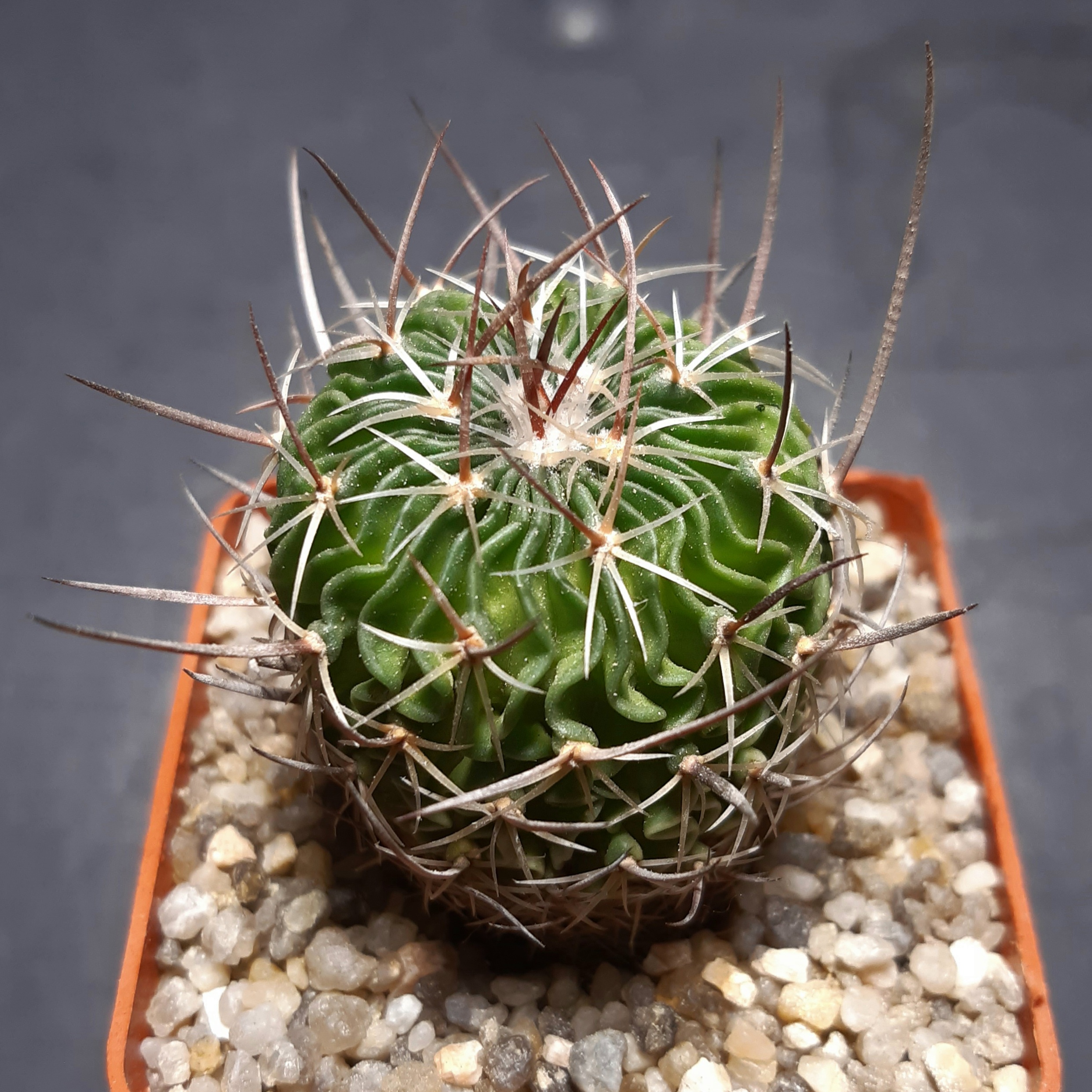 Echinofossulocactus tetraxiphus Piltz