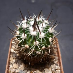 Echinofossulocactus zacatecasensis
