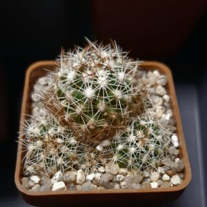 Coryphantha neglecta BZ54 Cienega de Flores, Nuevo Leon