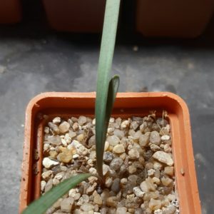 Cyrtanthus elatus