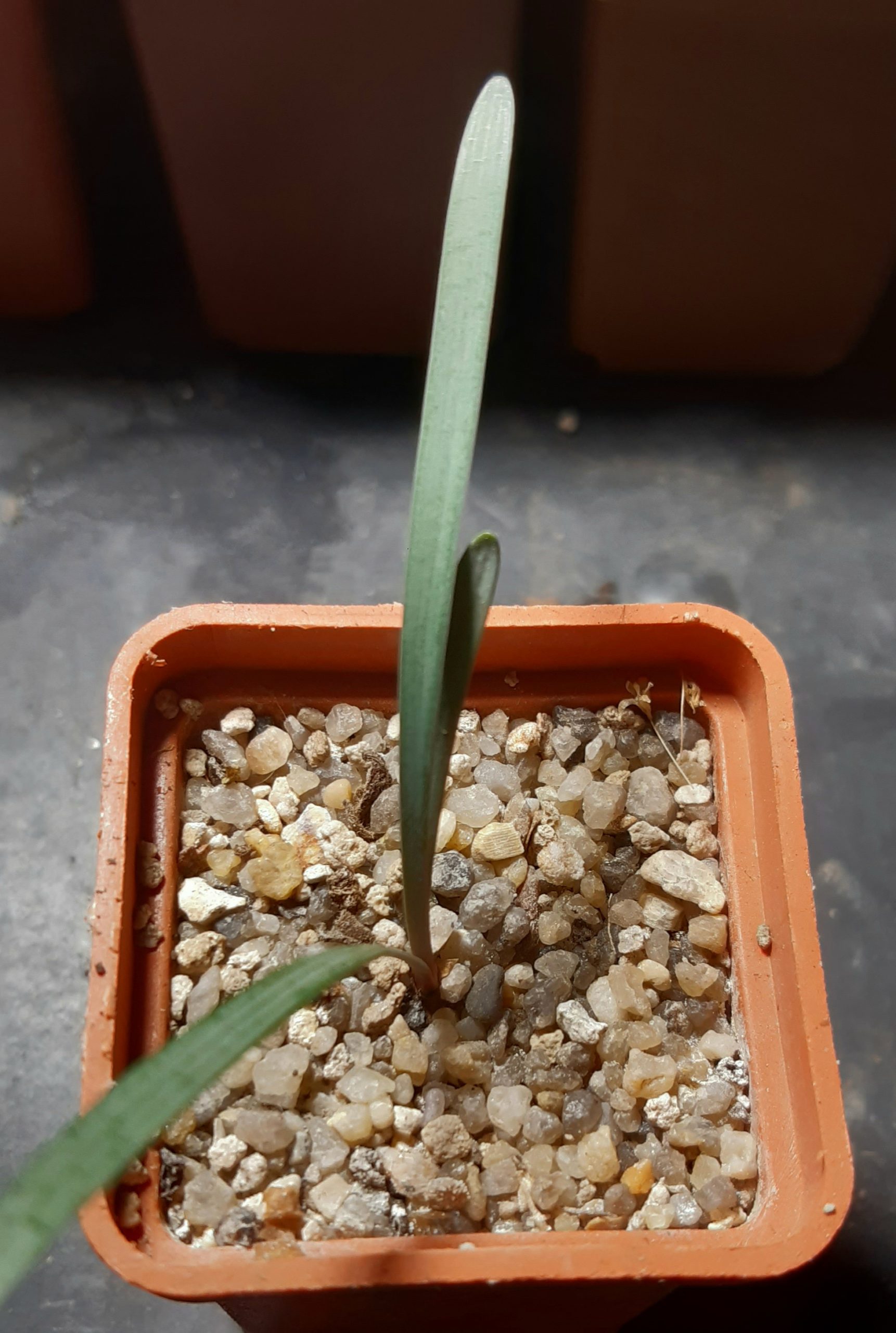 Cyrtanthus elatus