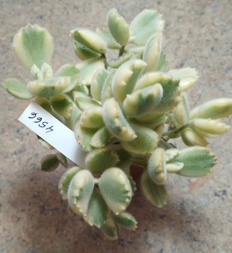 4566 Cotyledon tomentosa f.variegata