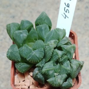 4568 Haworthia cooperi hybrid  весь горшик