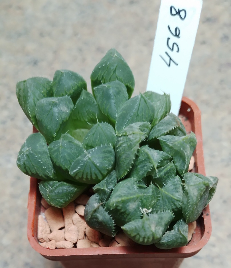 4568 Haworthia cooperi hybrid  весь горшик