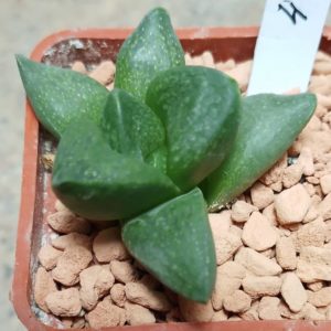 4606 Haworthia turgida hybrid