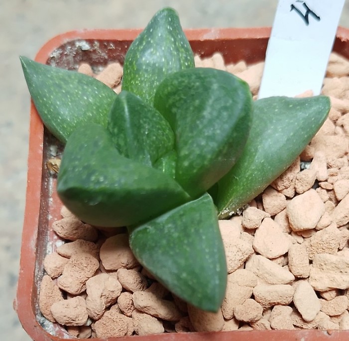 4606 Haworthia turgida hybrid