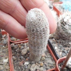 Lobivia rebutioides - v. albolanata R 585 A - MG -