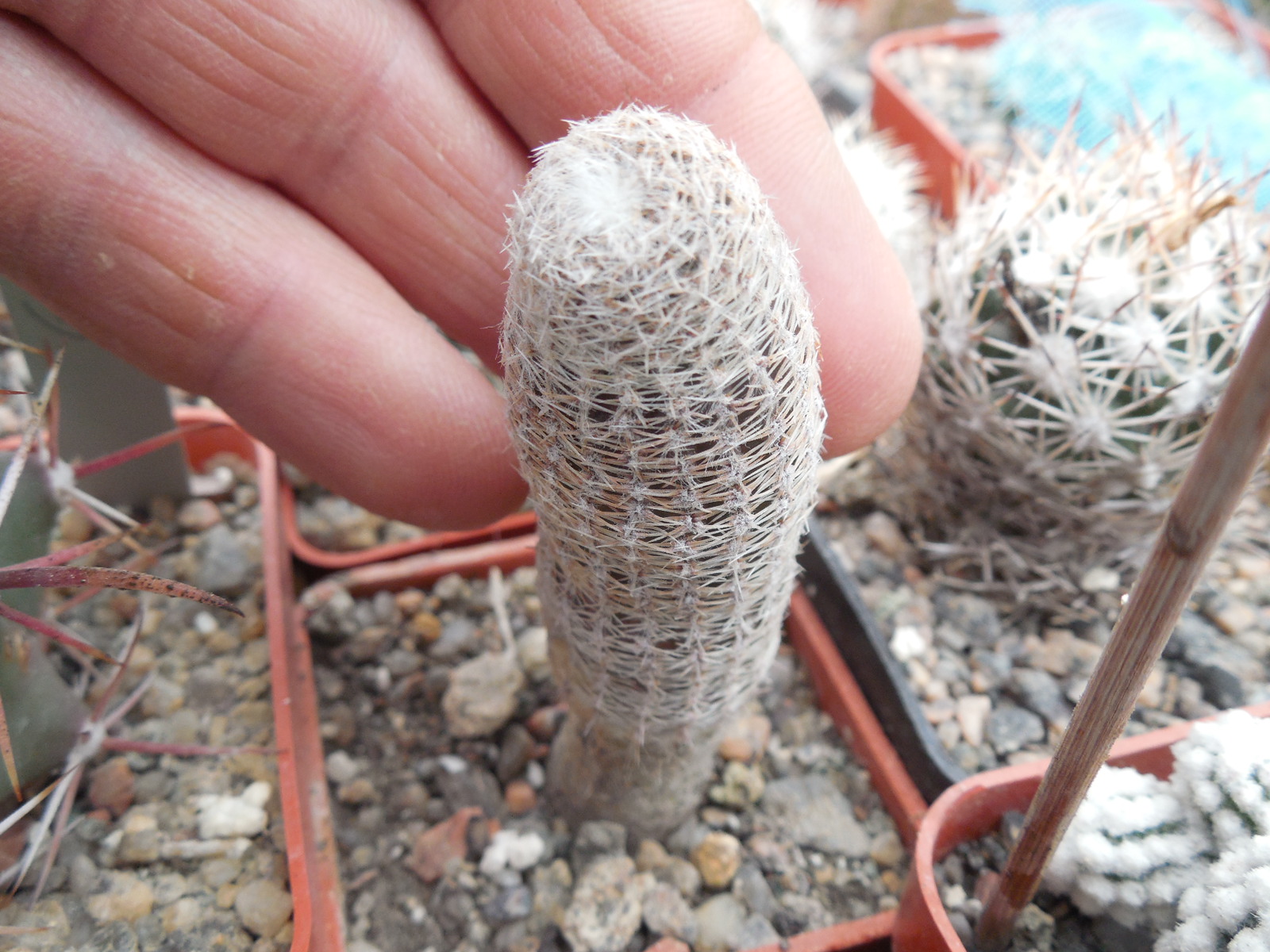 Lobivia rebutioides - v. albolanata R 585 A - MG -
