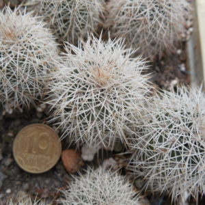 Echinocereus dasyacanthus AG 16 - Alamogordo,NM. - MG - (to - 12*C) - Квіти варіюють за кольором, 12 см. діам., трапляються триколори
