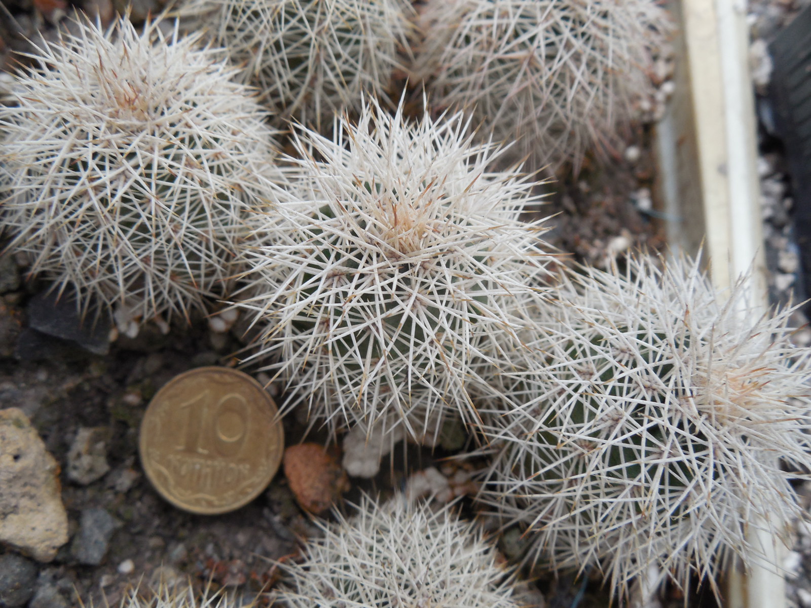 Echinocereus dasyacanthus AG 16 - Alamogordo,NM. - MG - (to - 12*C) - Квіти варіюють за кольором, 12 см. діам., трапляються триколори