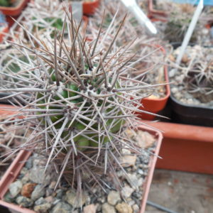 Gymnocalycium horridispinum - v. longispinum - MG - відбір -