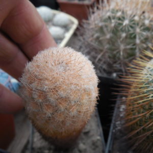Echinocereus reichenbachii L 1394 - Llera Tam.  MG