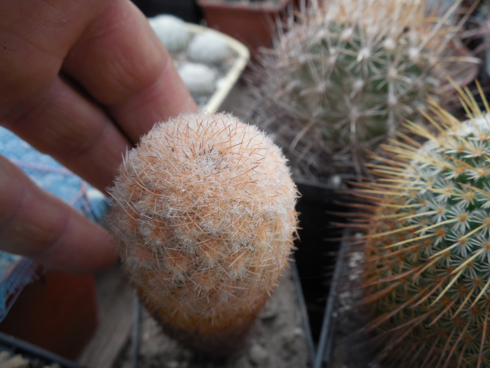 Echinocereus reichenbachii L 1394 - Llera Tam.  MG