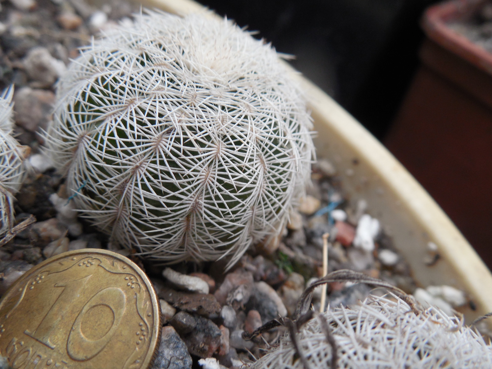 Echinocereus reichenbachii SB 387 - Kimble Co. Tx. /18/ to - 23*C - hearly flat. - MG -