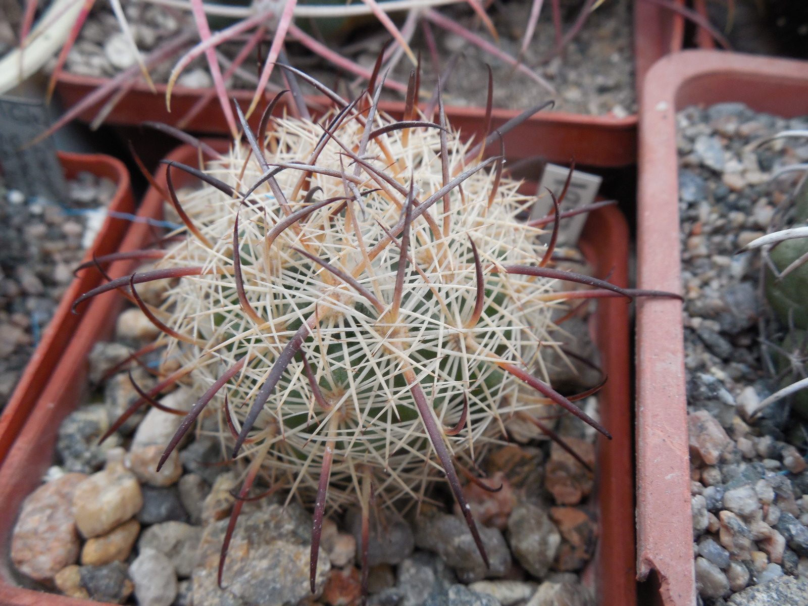 Echinomastus unguispinus  GL 607 - s Jimenez, Chih. MG -  not grafted -