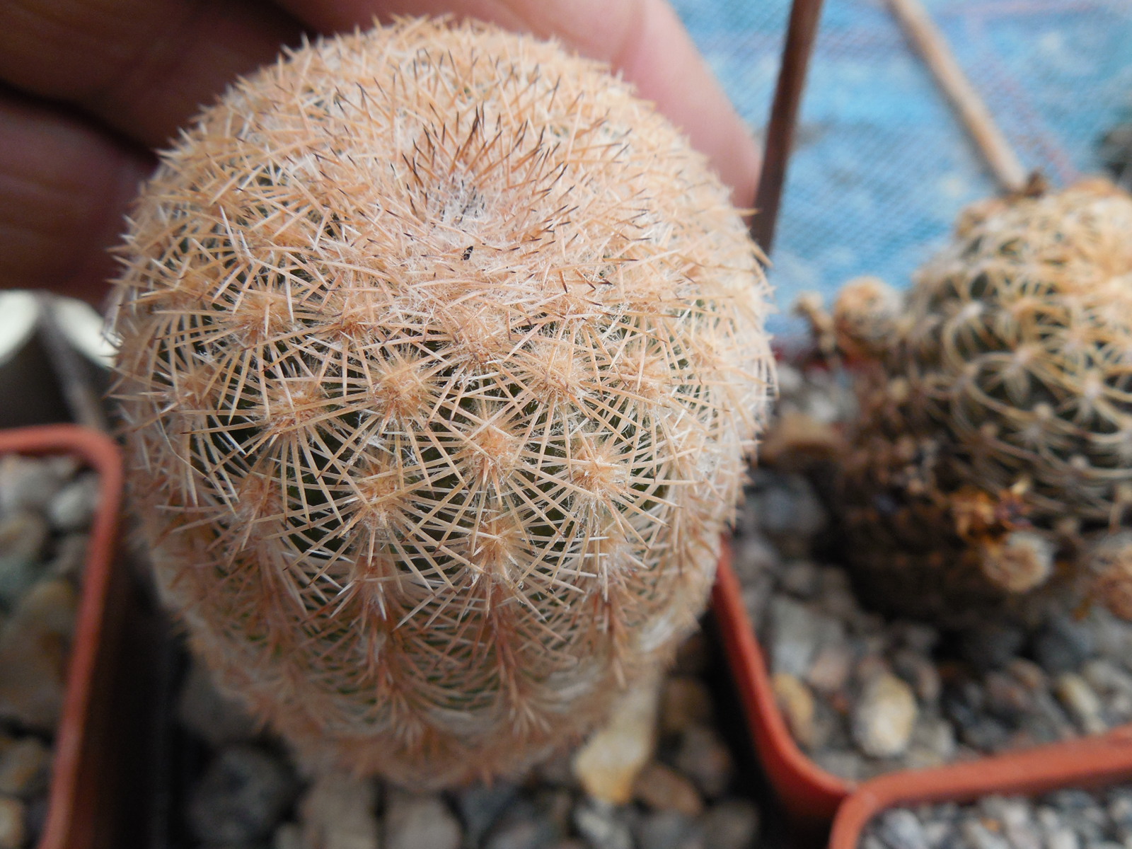 Echinocereus reichenbachii L 1394 - Llera Tam.  MG