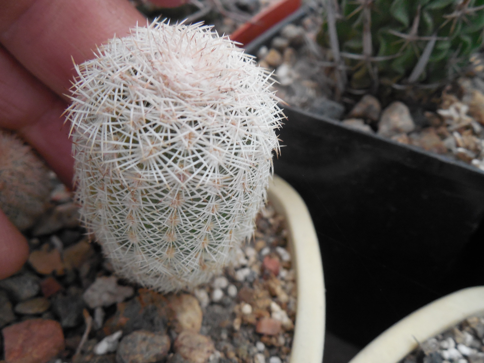 Echinocereus pectinatus - Ascension, NL.- bright pink spines - MG -