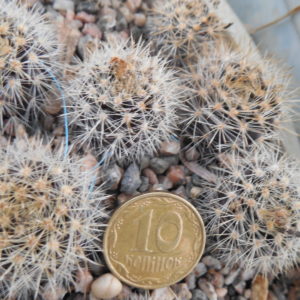 Neoporteria atrispinosa KK 42 - MG -