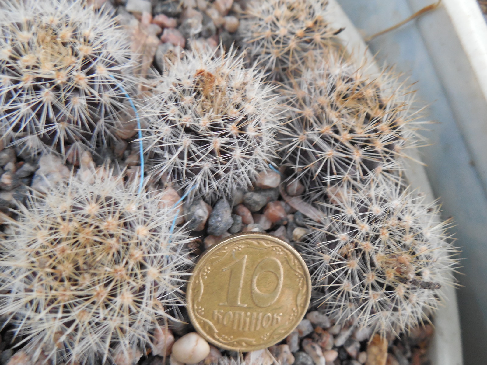 Neoporteria atrispinosa KK 42 - MG -