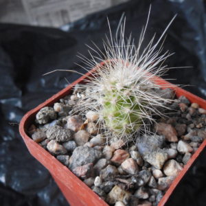 Echinocereus stramineus SB 499 Pedricena, Dur. - white-black-red sp. - MG -
