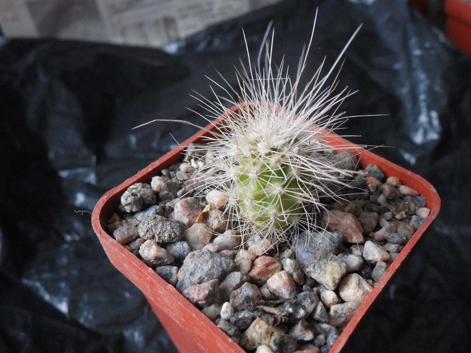 Echinocereus stramineus SB 499 Pedricena, Dur. - white-black-red sp. - MG -