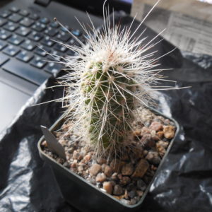 Echinocereus stramineus SB 499 Pedricena, Dur. - white-black-red sp. - MG -