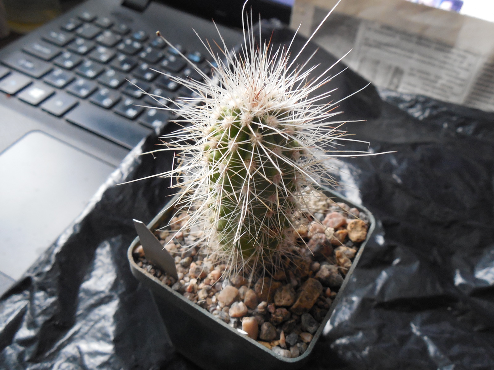 Echinocereus stramineus SB 499 Pedricena, Dur. - white-black-red sp. - MG -