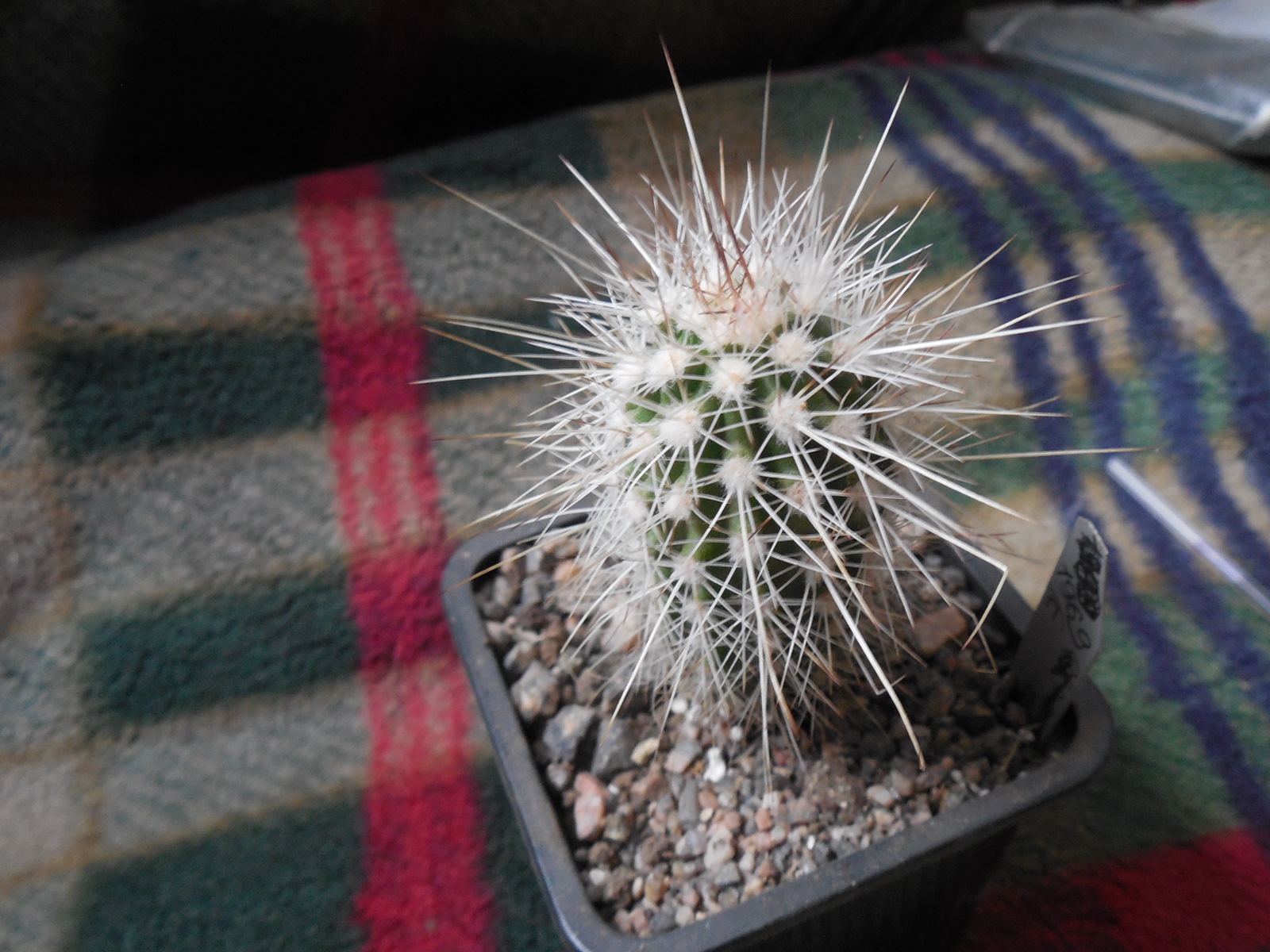 Echinocereus stramineus SB 499 Pedricena, Dur. - white-black-red sp. - MG -