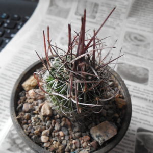 Echinofossulocactus  lloydii - довгі голки, селекція