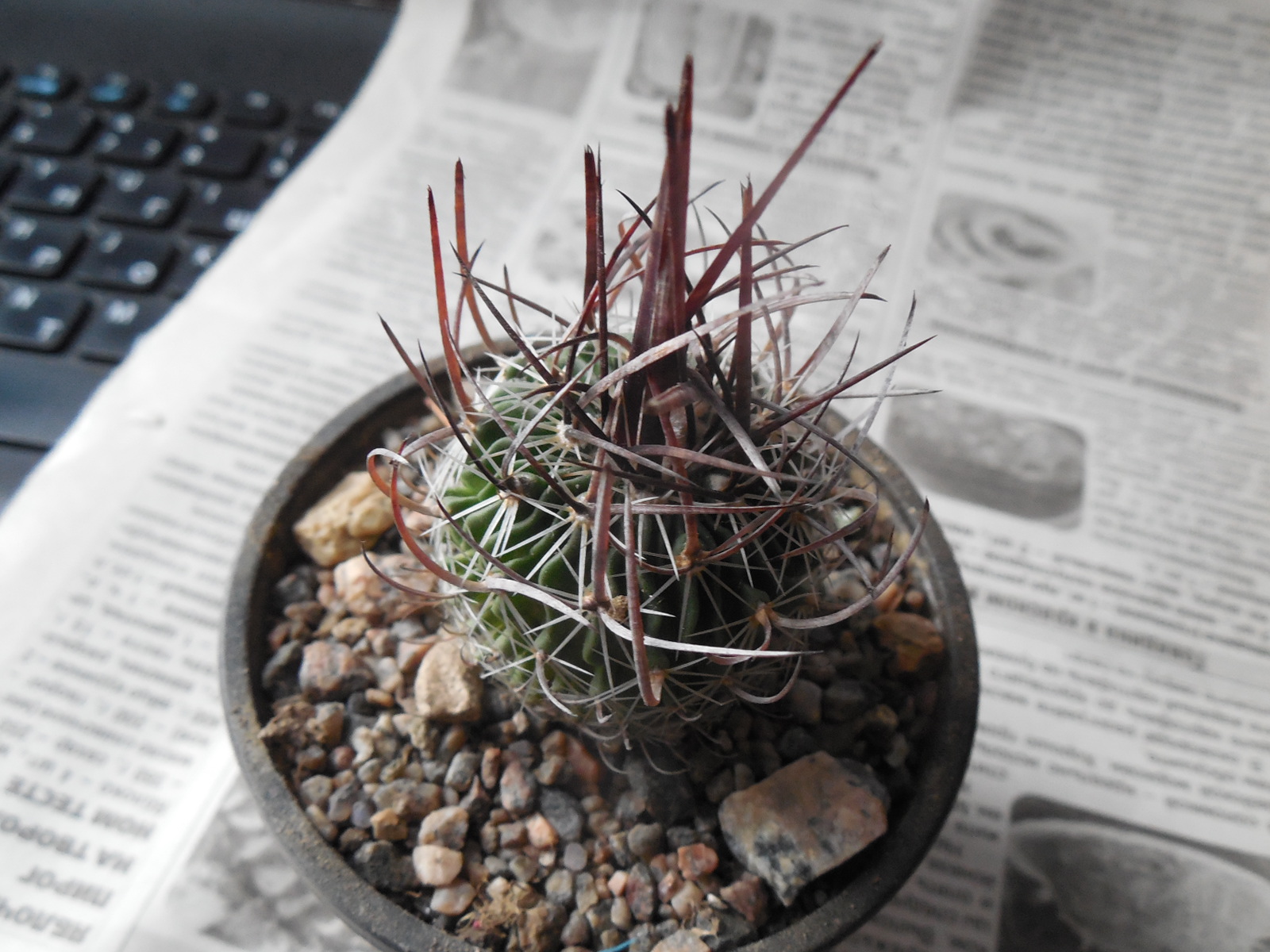 Echinofossulocactus  lloydii - довгі голки, селекція