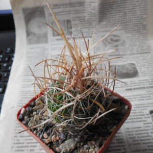 Echinofossulocactus  lloydii - довгі голки, селекція
