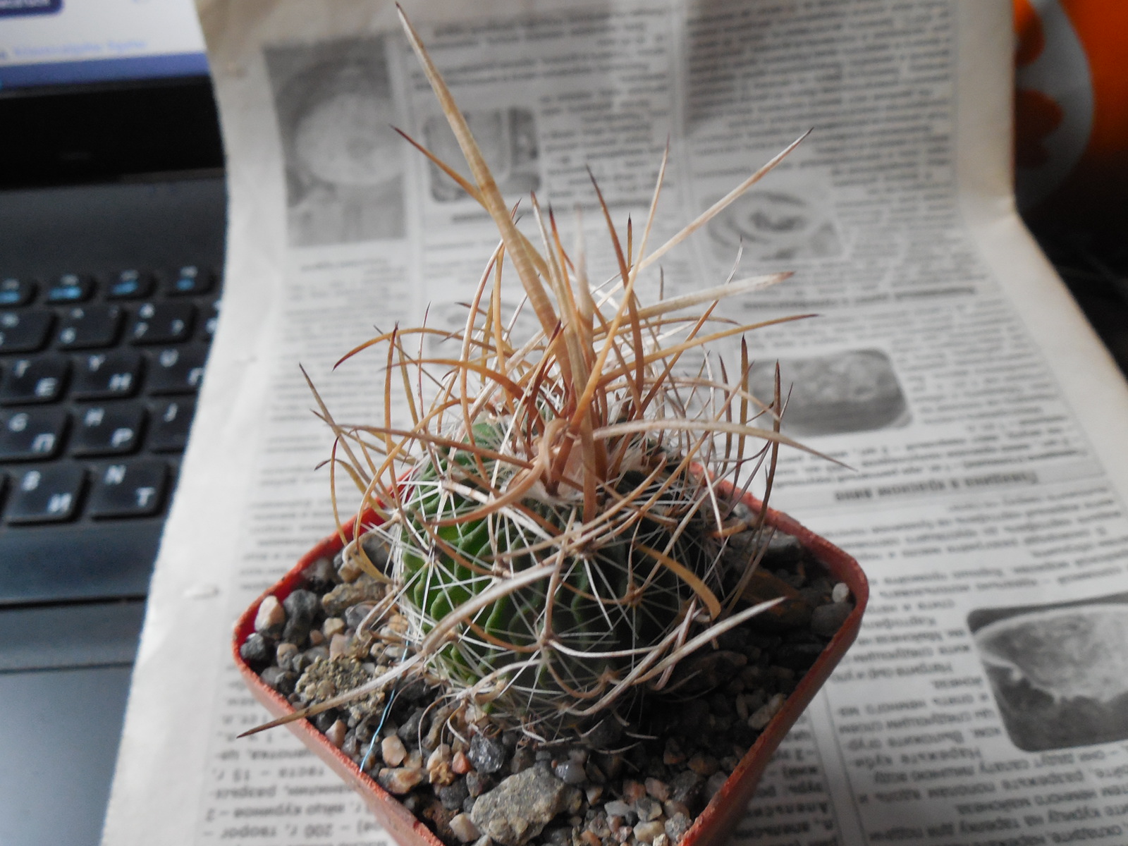 Echinofossulocactus  lloydii - довгі голки, селекція