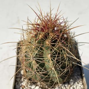 Thelocactus bicolor (Ko)