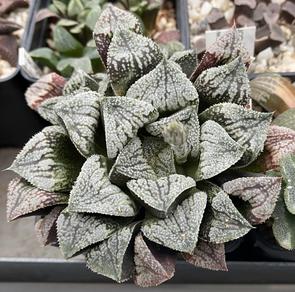 864 Haworthia picta -Japan- x 'Kegazato' весь горщик , сіянці