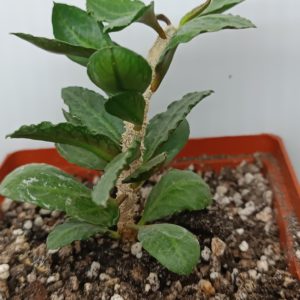Euphorbia ambovombensis