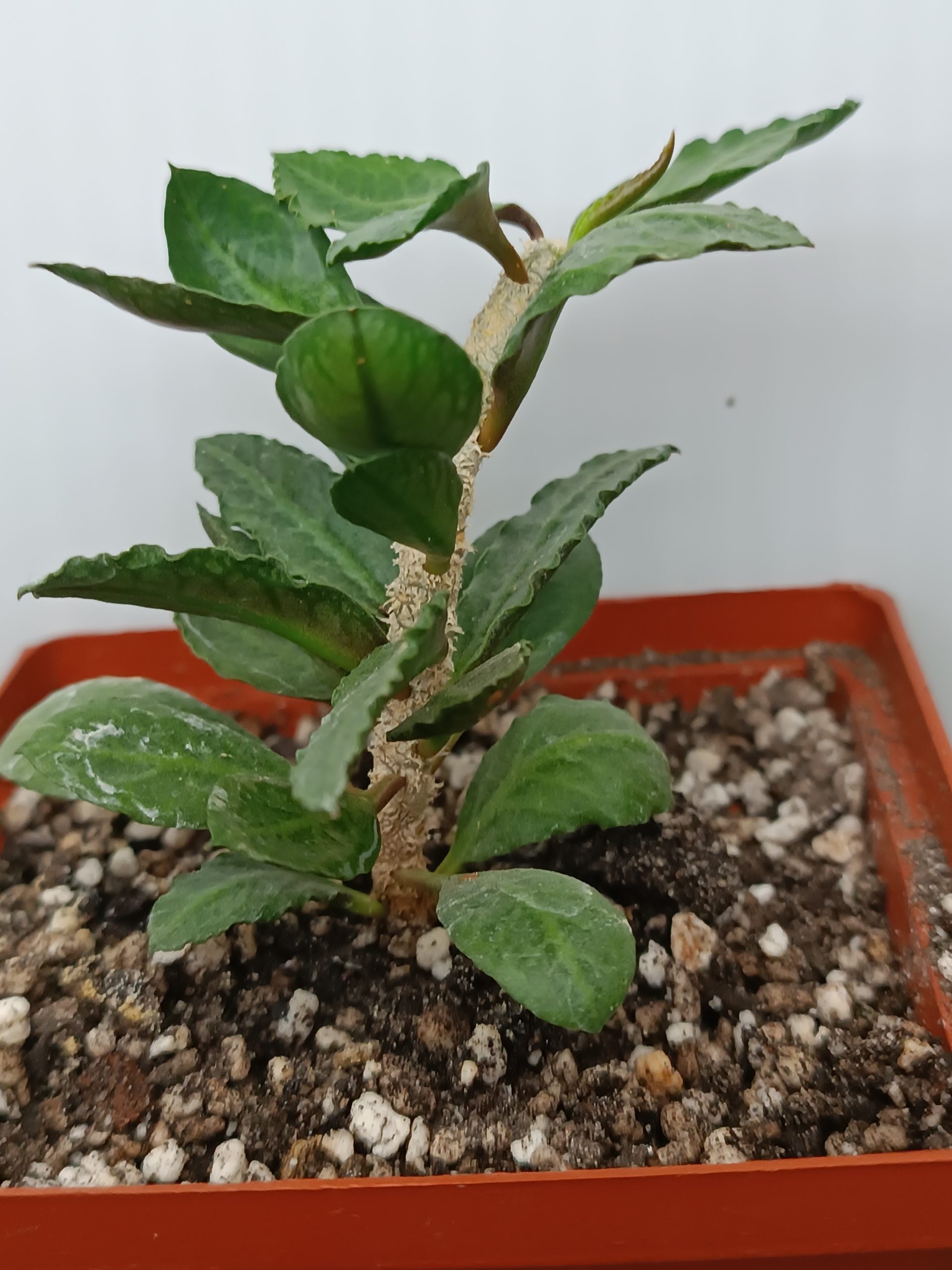 Euphorbia ambovombensis