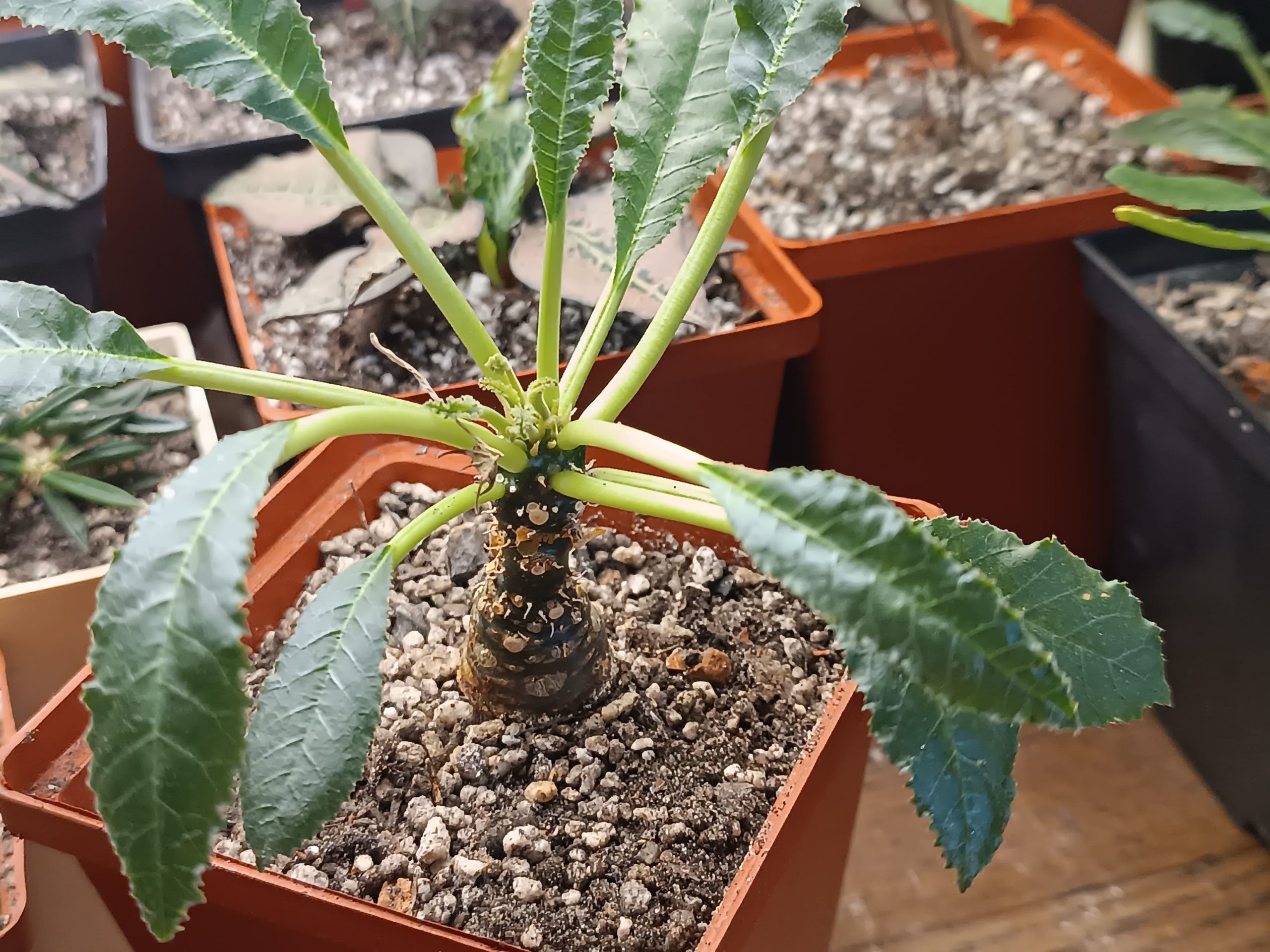 Dorstenia Thailand
