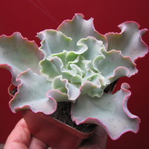 Echeveria Blue Giant